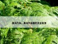 赛马汽车，赛马汽车图片大全高清