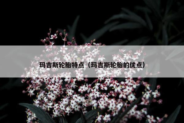 玛吉斯轮胎特点（玛吉斯轮胎的优点）