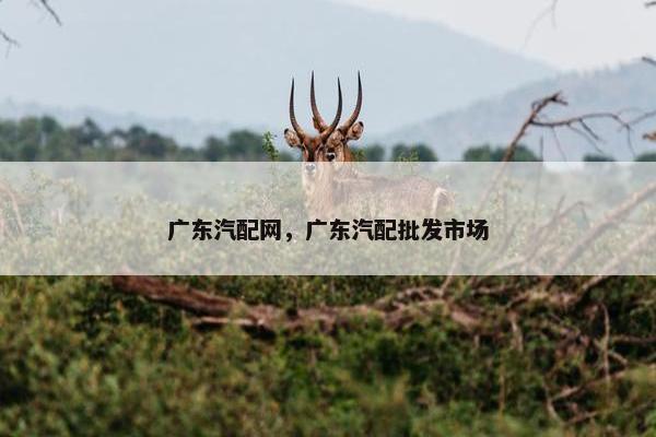 广东汽配网，广东汽配批发市场